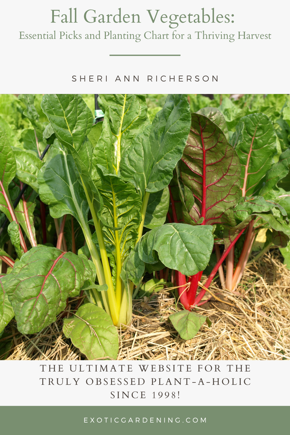 Swiss chard with a straw mulch.