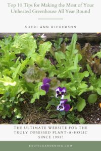 A vibrant garden scene with fresh, leafy green lettuce growing alongside colorful purple pansies.