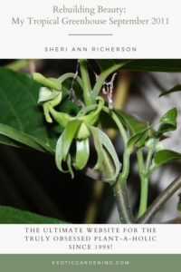 Close-up of a blooming dwarf ylang ylang plant showcasing its delicate green flowers and lush foliage.