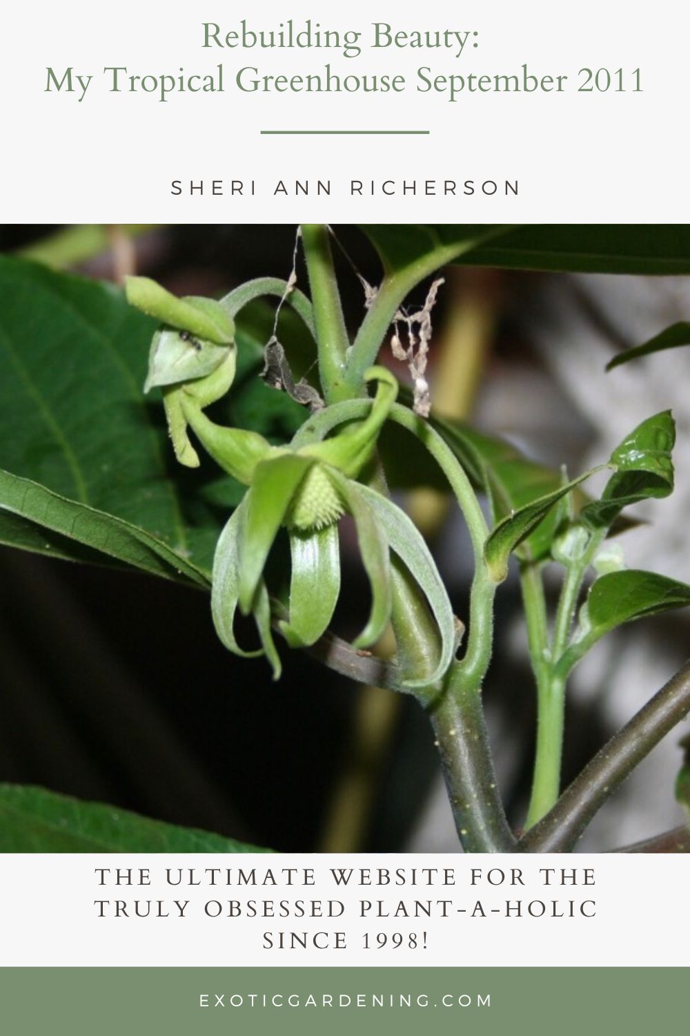 Close-up of a blooming dwarf ylang ylang plant showcasing its delicate green flowers and lush foliage. 