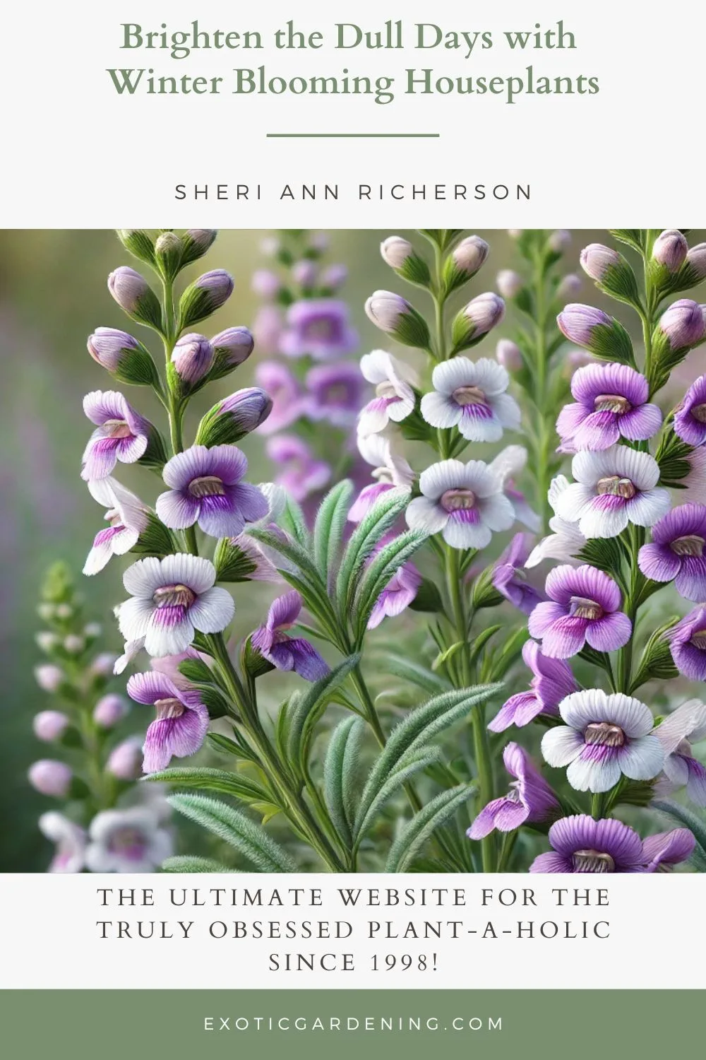 Illustration of Angelonia salicariaefolia, featuring clusters of purple and white flowers with intricate petal patterns blooming along slender green stems. The plant is surrounded by narrow, pointed green leaves, set against a softly blurred natural outdoor background to emphasize the vibrant flowers and their delicate structure.