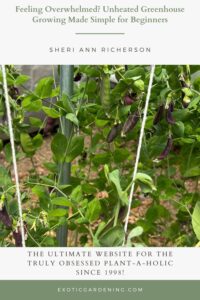 Close-up of lush pea plants with vibrant green leaves and dark purple pods growing on trellises.