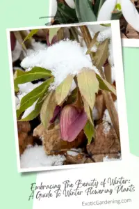 Hellebore bud with snow on top.