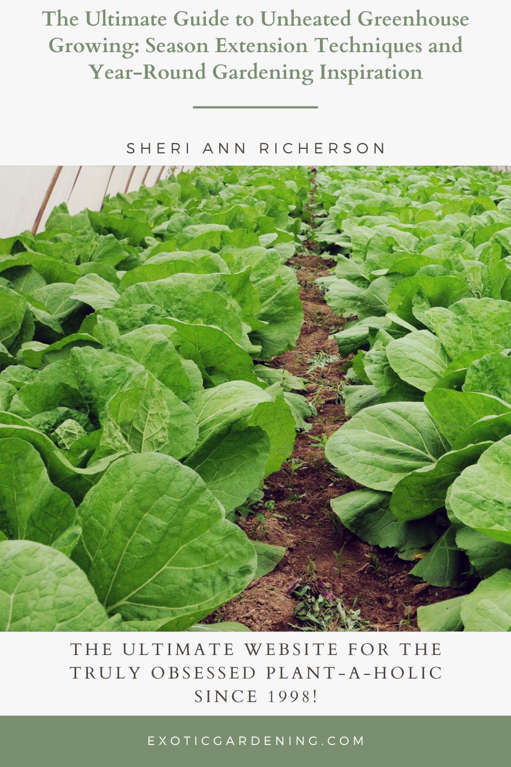 Rows of lush, green leafy crops growing in an unheated greenhouse. The structured arrangement emphasizes productivity and the benefits of year-round gardening.