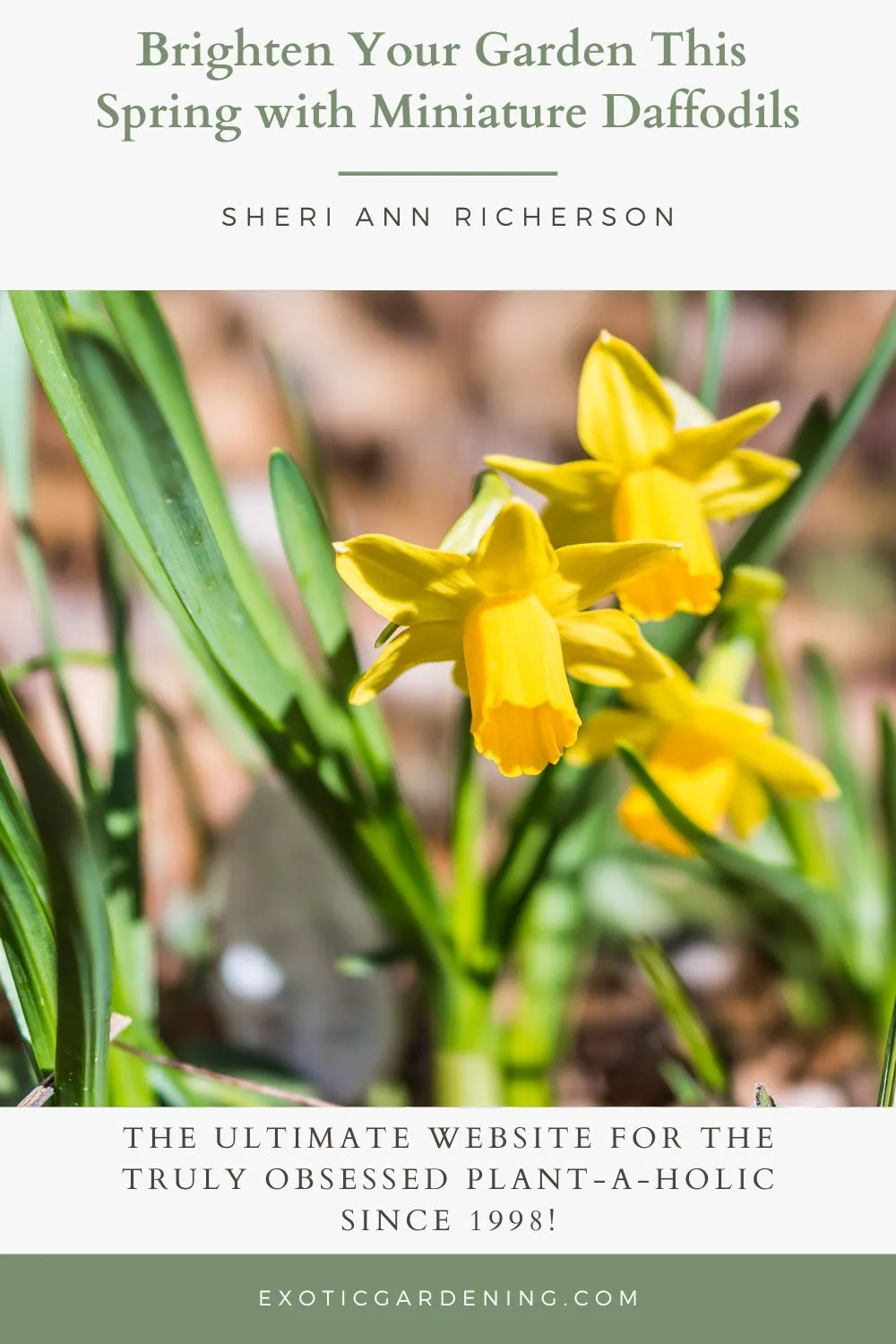 Yellow miniature daffodils gently swaying in the breeze, showcasing their delicate petals and vibrant color against a blurred background.