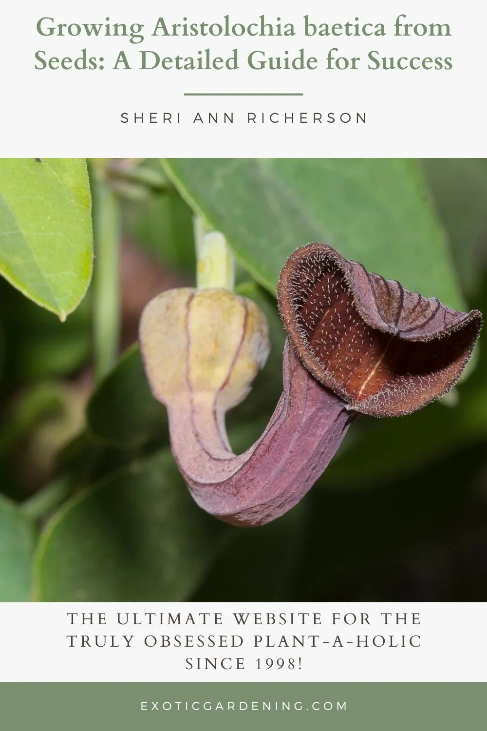 A detailed image of Aristolochia baetica with its characteristic pipe-shaped flower and bulbous base, surrounded by green leaves.