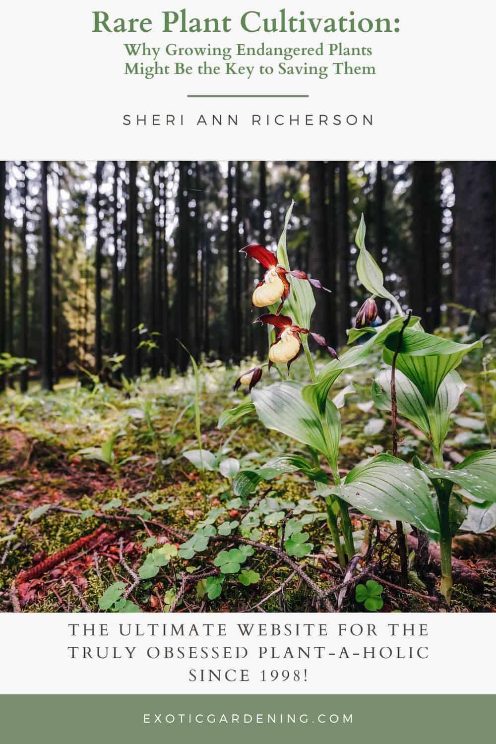 Yellow and burgundy lady’s slipper orchids growing naturally among moss and ferns in a forest clearing.