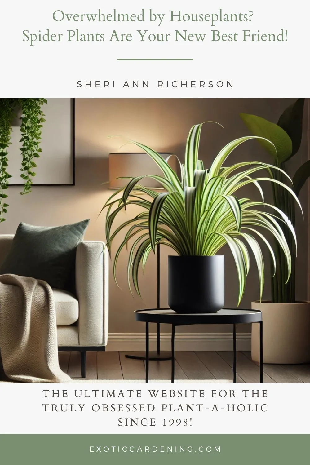 A modern interior with a spider plant in a sleek black pot on a minimalist side table. The vibrant green and white leaves stand out under soft lighting, complemented by a neutral-toned sofa, a rug, and subtle greenery in the background.