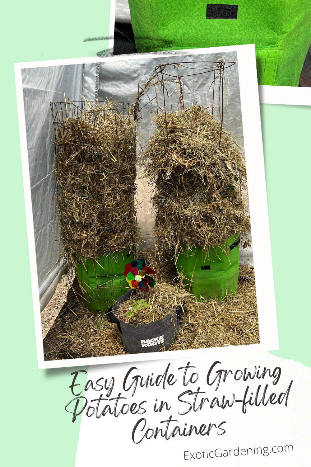 Potatoes growing in grow bags filled with straw that use tomato cages to contain the straw as the potatoes grow upward.