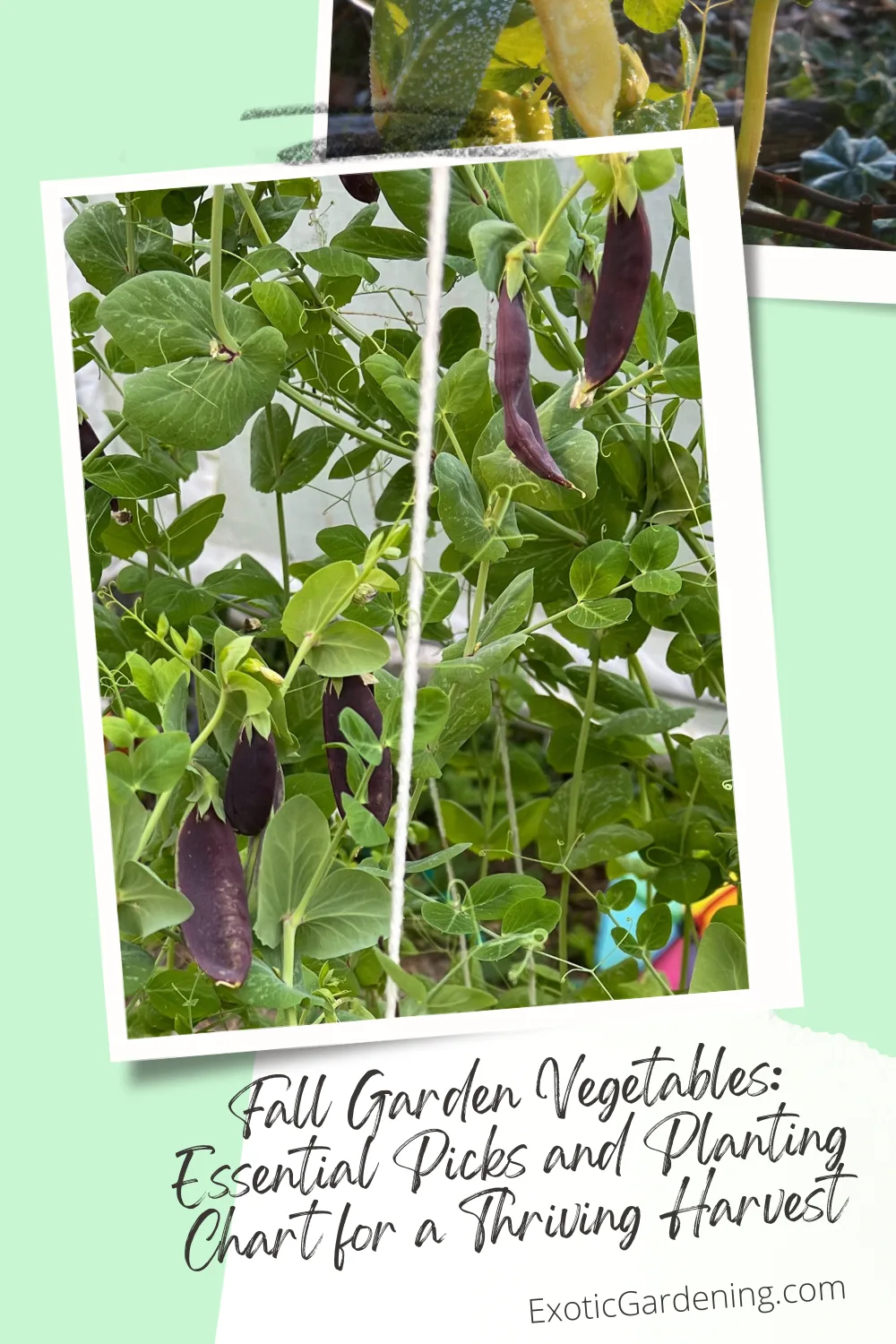 King Tut purple podded peas growing upwards in a tunnel house.