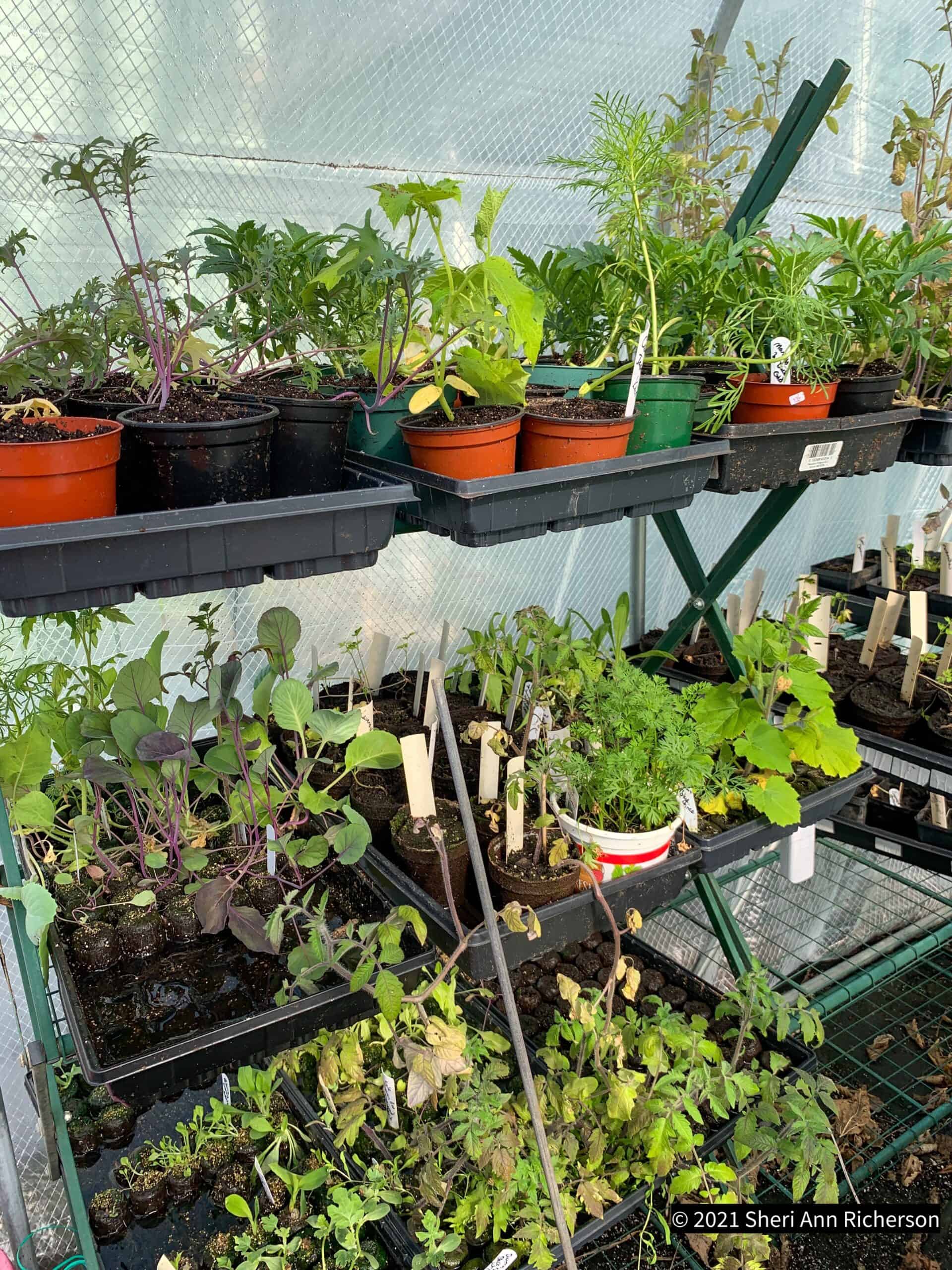 An unusual plant growing at Exotic Gardening Farm and Wildlife Habitat.