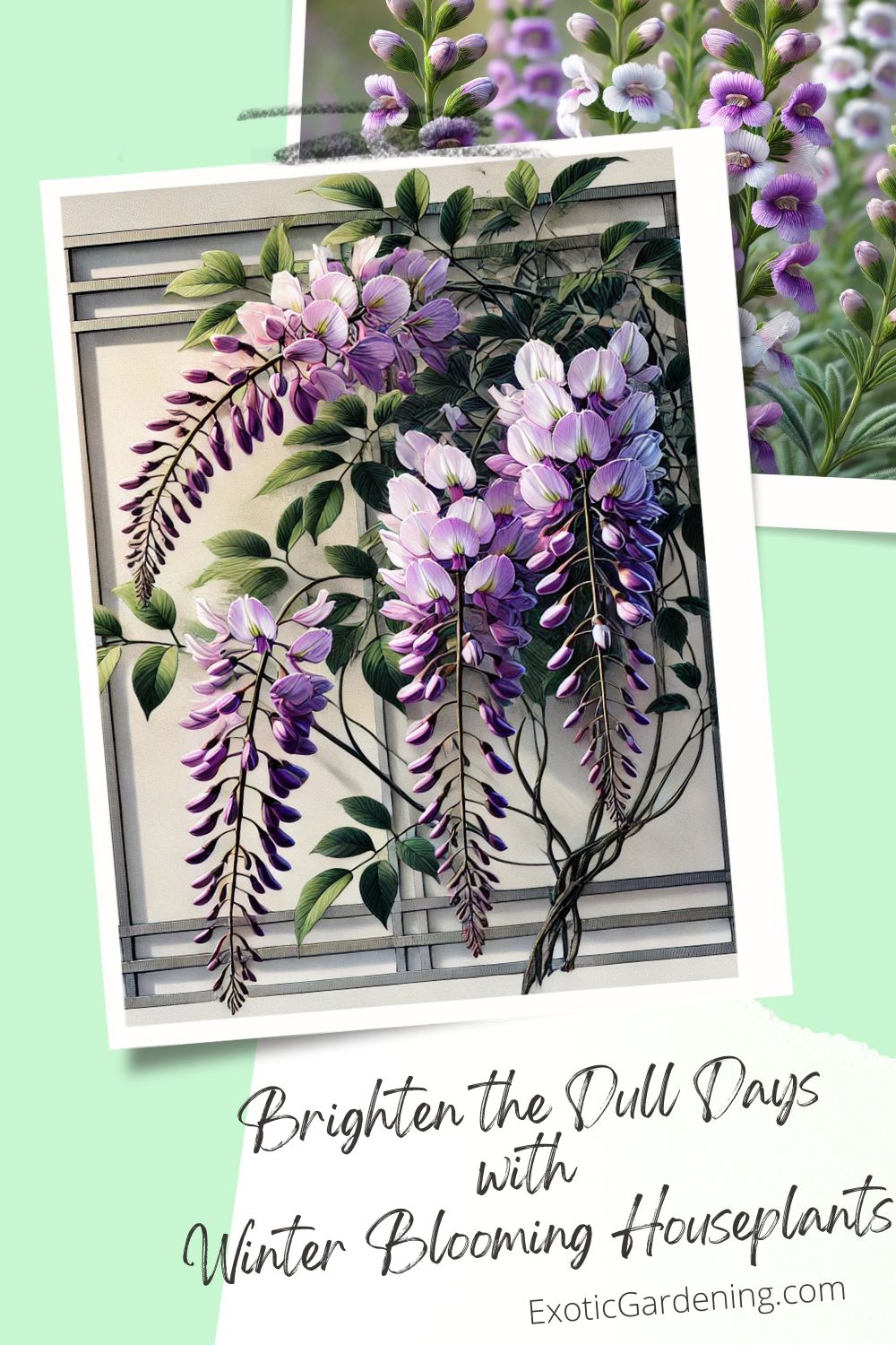 Illustration of a Hardenbergia plant, also known as Miniature Wisteria, showcasing cascading clusters of vibrant purple flowers with subtle white accents. The plant is depicted climbing a decorative trellis with slender, dark green leaves. Set in a softly lit indoor setting, the focus is on the graceful vine-like structure and colorful blossoms.