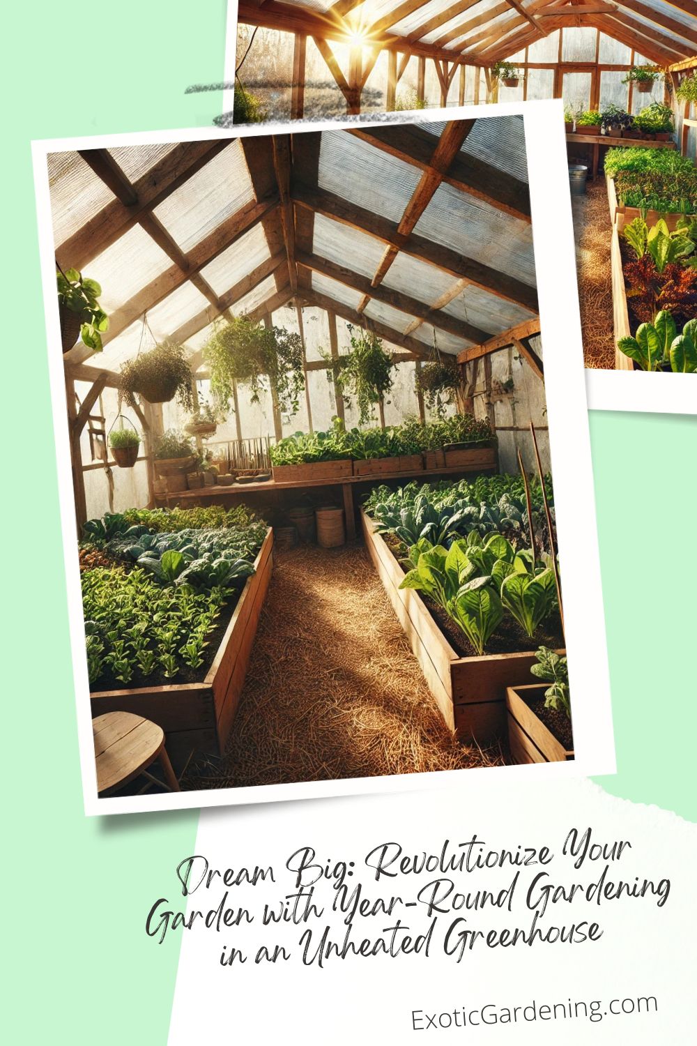 Interior of a rustic unheated greenhouse in winter, with wooden frames and clear plastic sheeting. Raised wooden beds are filled with lush winter greens, including spinach, kale, and mustard greens. Hanging baskets with trailing greenery add charm, while a small wooden bench holds gardening tools and pots of herbs. Sunlight streams through the clear plastic, casting a warm glow on the plants. The straw-covered floor creates a cozy and productive space for sustainable winter gardening.