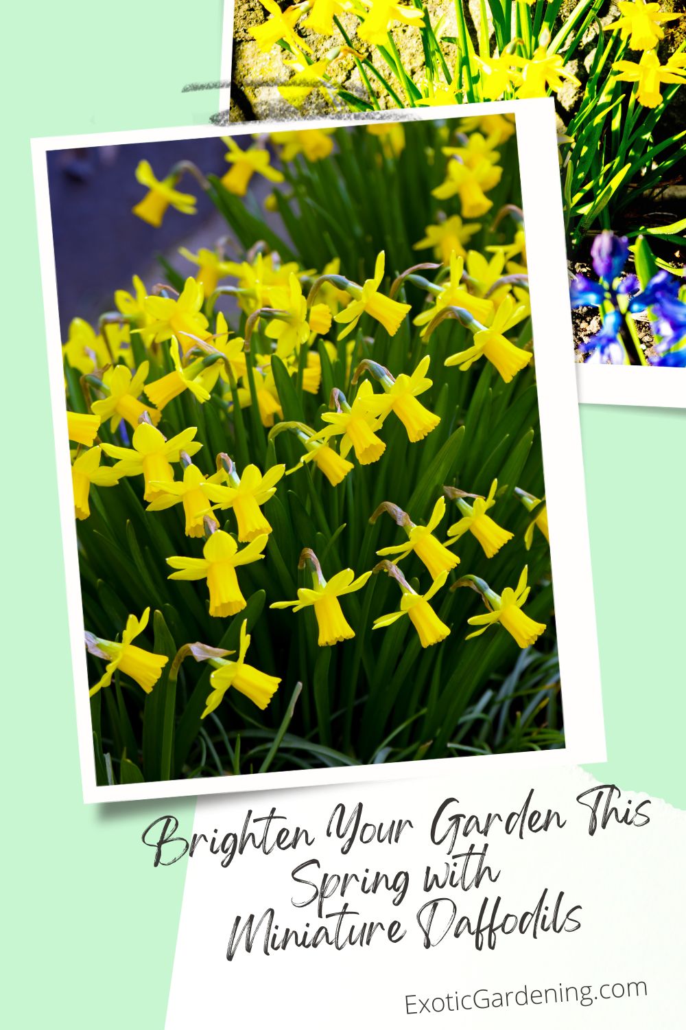 A collage of miniature daffodils in bloom, with bright yellow flowers set against a colorful spring garden backdrop.