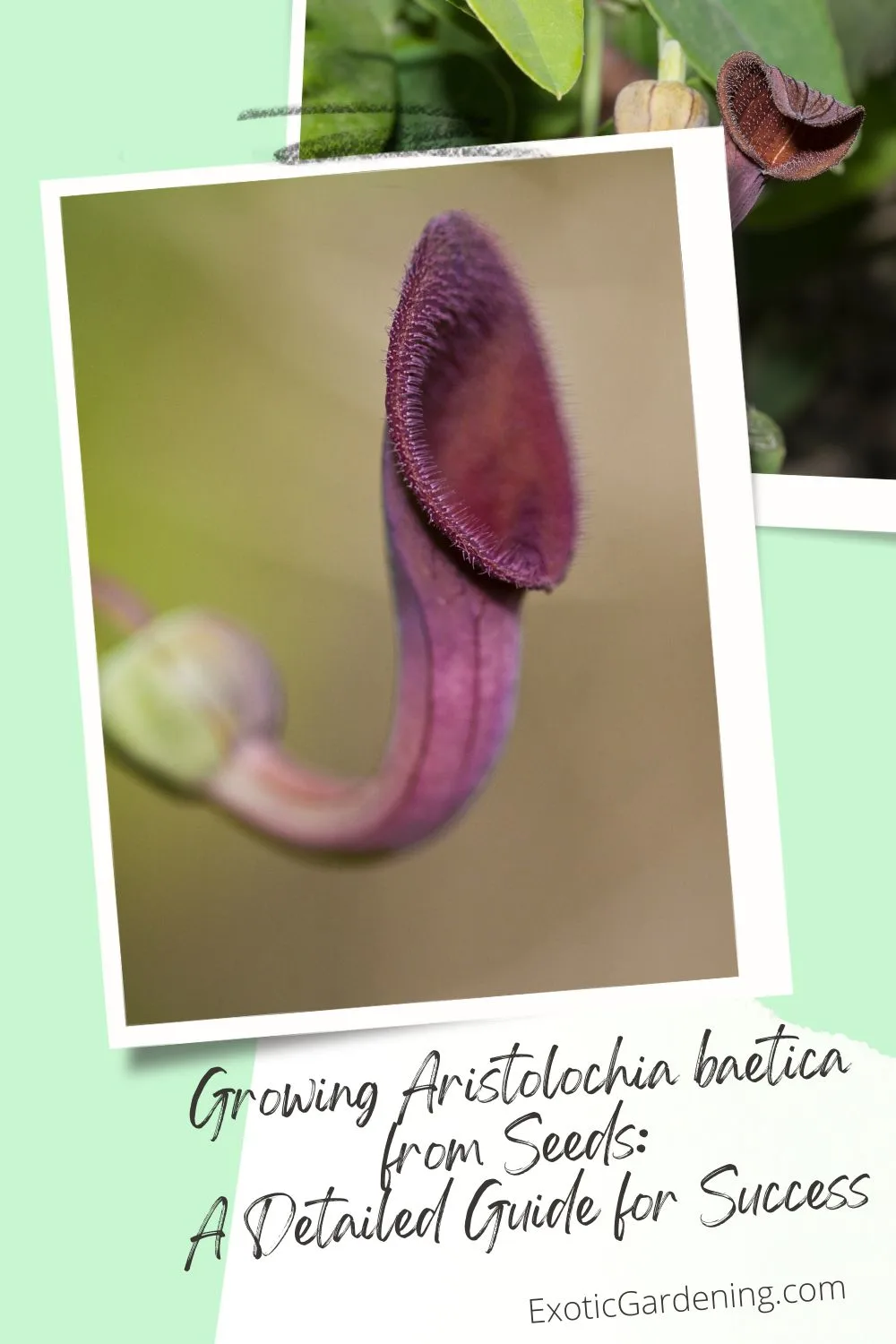 A close-up of the Aristolochia baetica flower with its tubular, dark purple structure and hairy inner texture, framed by soft green foliage. 