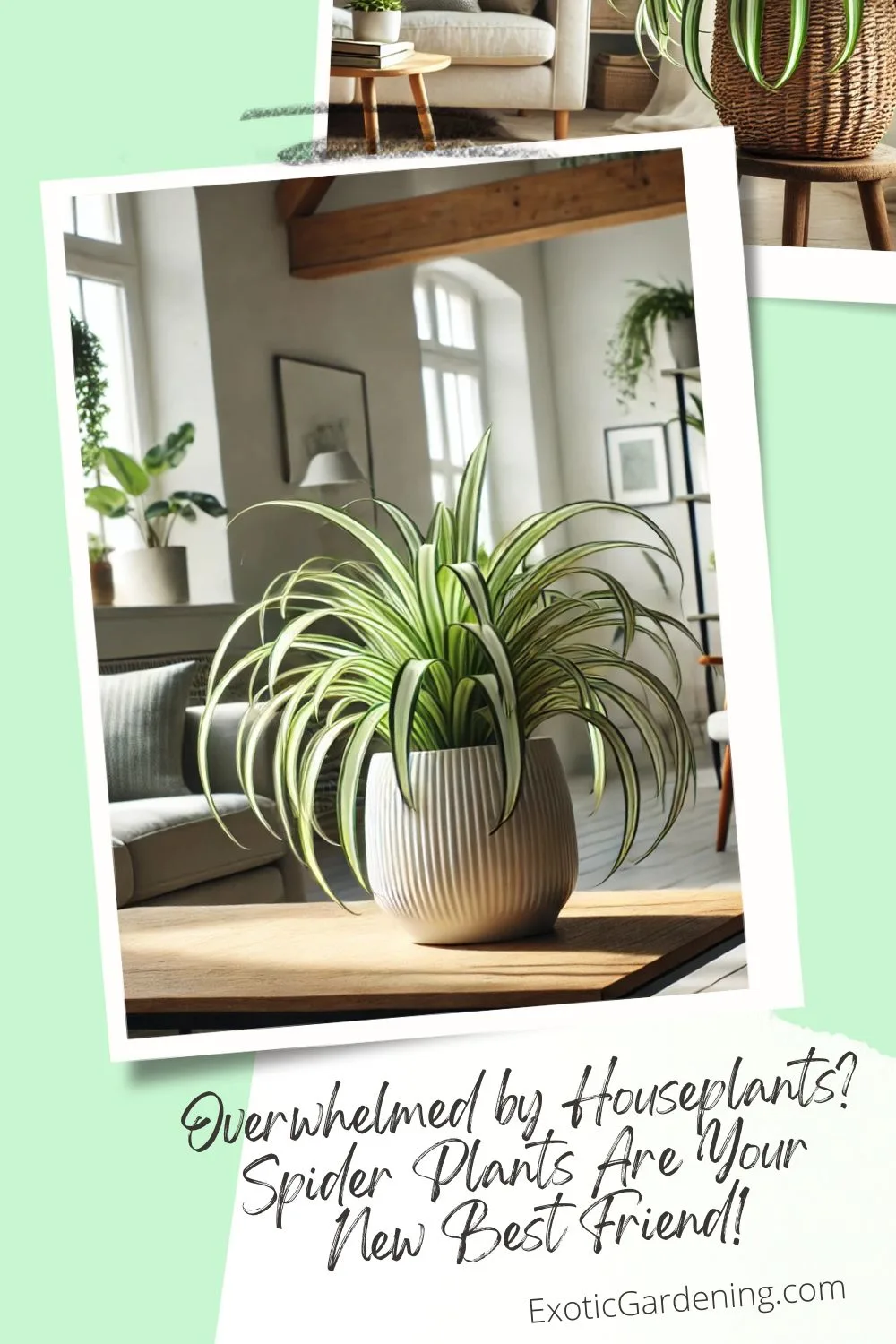 A cozy indoor room with a spider plant in a white ceramic pot sitting on a wooden coffee table. Natural sunlight streams through large windows, highlighting additional houseplants on shelves and a nearby comfortable chair.