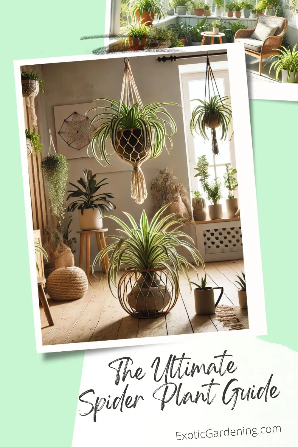 A cozy and stylish living space with a hanging spider plant in a macramé holder, a large plant on a wooden stand, and smaller plants on a windowsill, accented by rustic furniture and warm natural light.