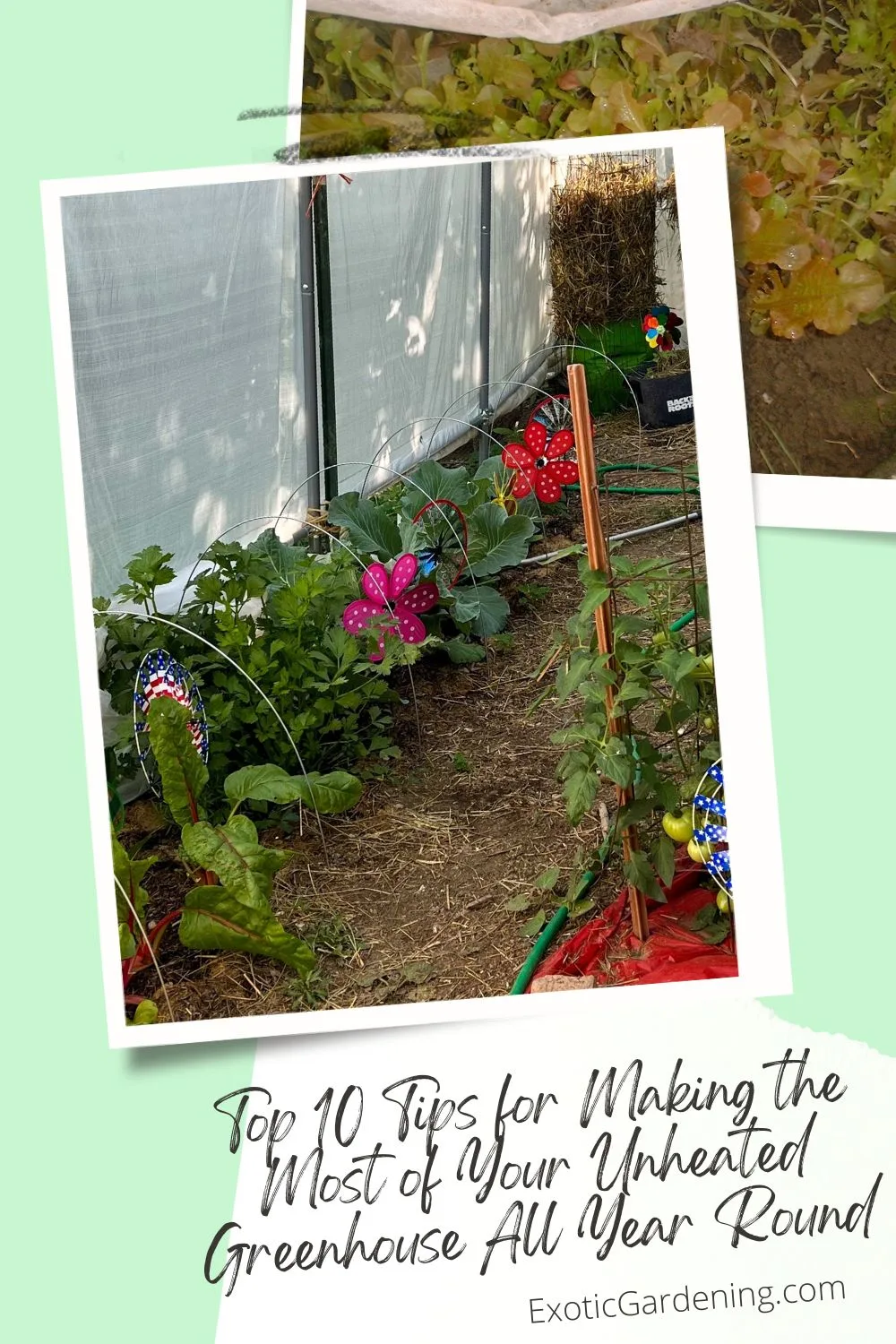 A vibrant greenhouse scene featuring kale, tomatoes supported by stakes, potatoes growing in straw bales, cabbage, and celery. The plants are thriving in a well-organized space adorned with colorful pinwheel decorations, with natural light streaming in.