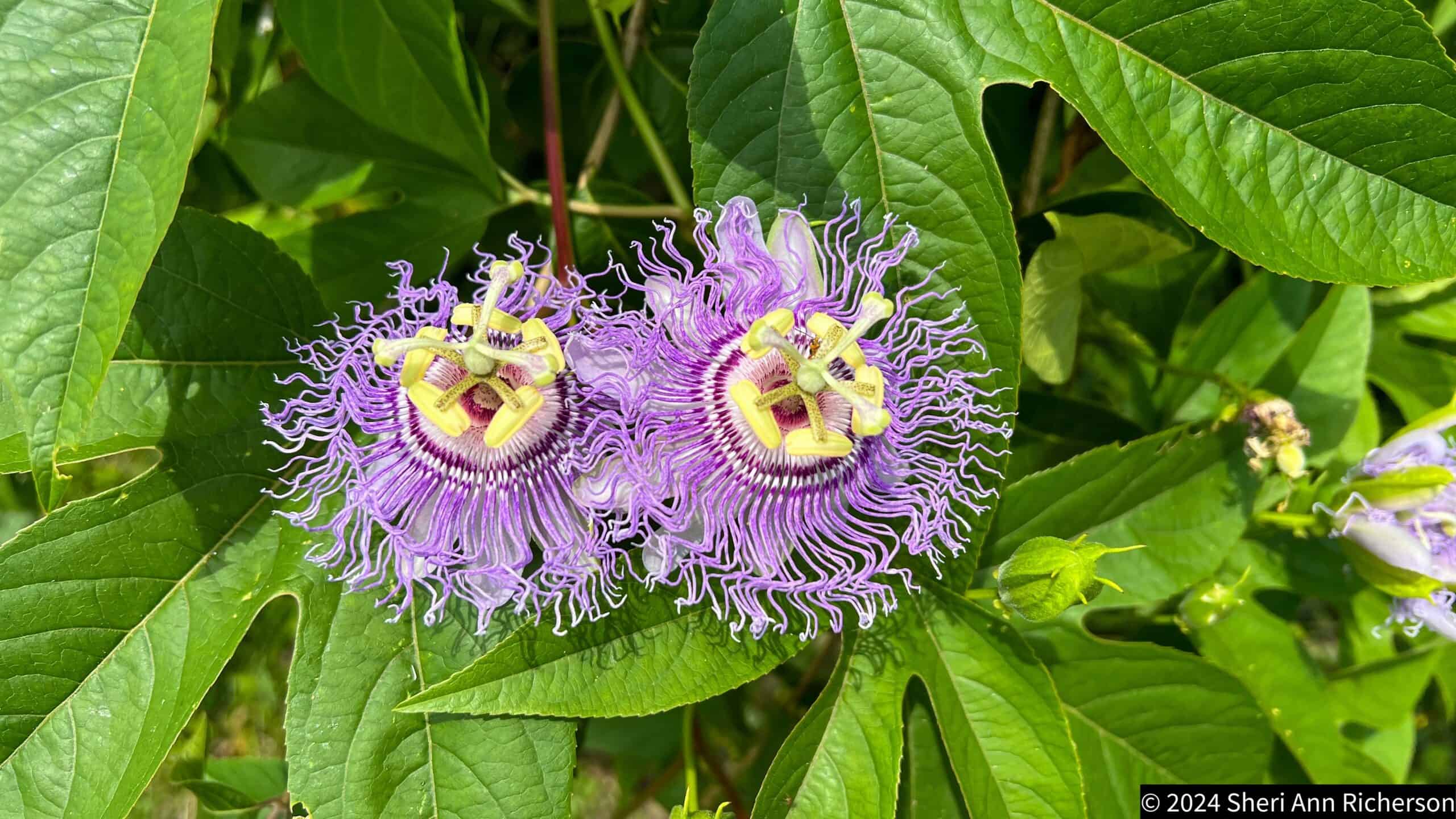 Passiflora growing at Exotic Gardening Farm and Wildlife Habitat.