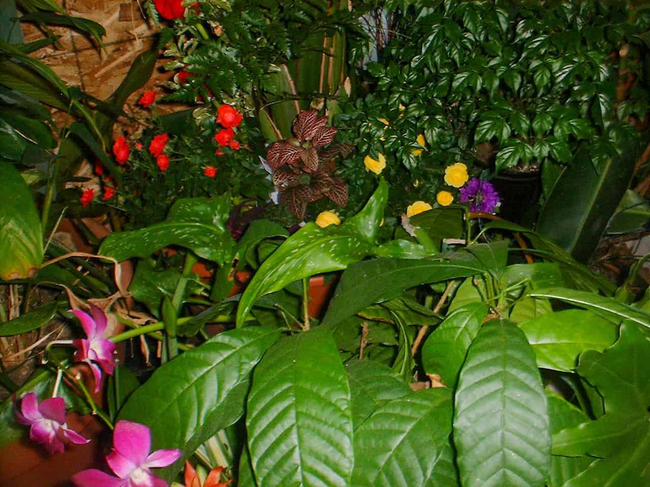 Plants growing in the greenhouse collection at Exotic Gardening.