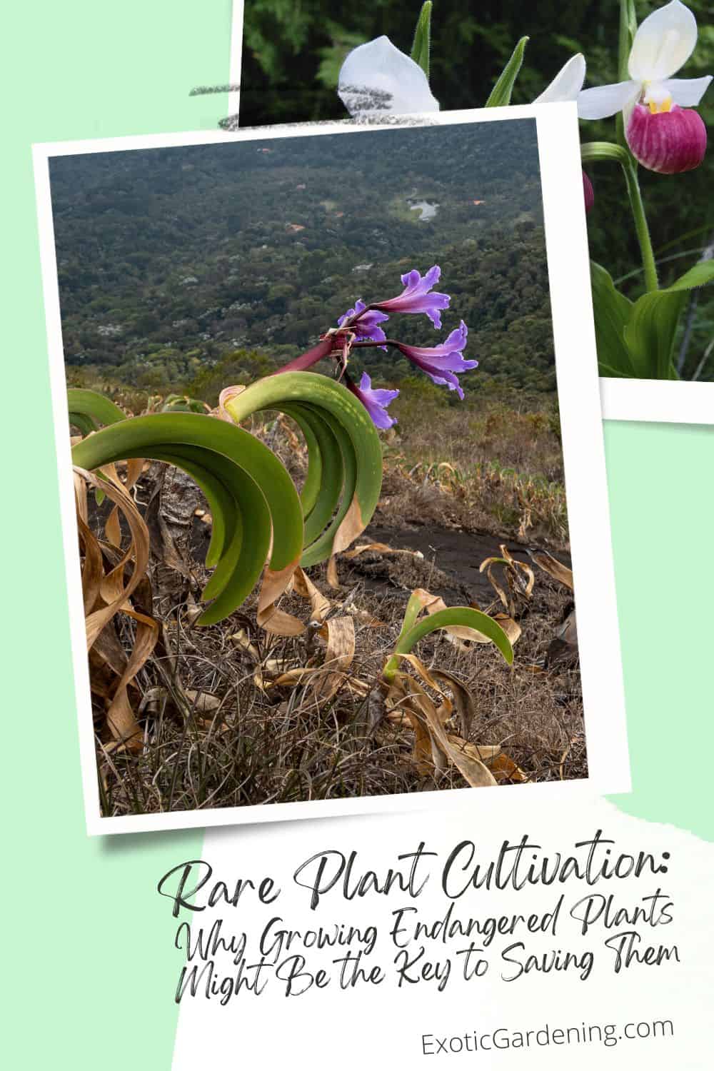 Worsleya rayneri plant in bloom, with curling leaves and purple-blue trumpet-shaped flowers overlooking a mountain landscape.