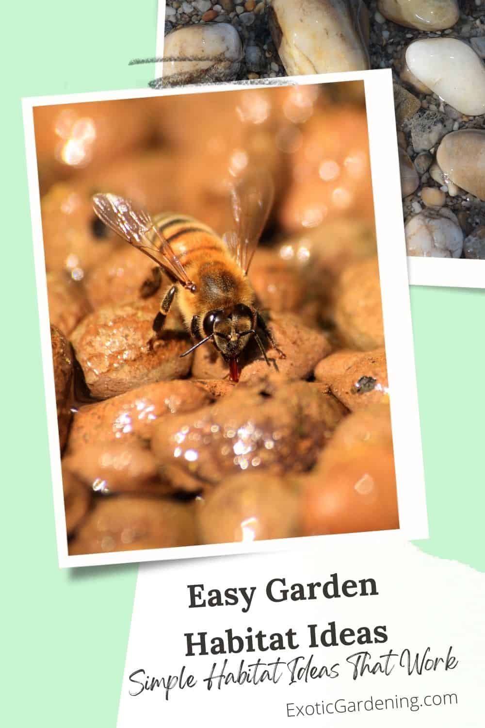 Honeybee drinking water from small stones in a garden water dish, with text about easy garden habitat ideas.