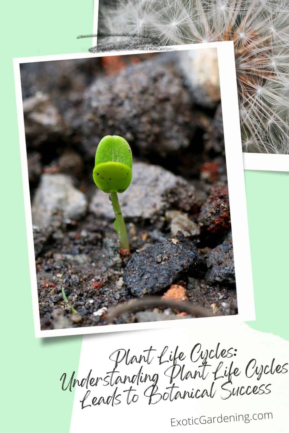 Small green seedling emerging from rocky soil, with dandelion seed heads in the background.
