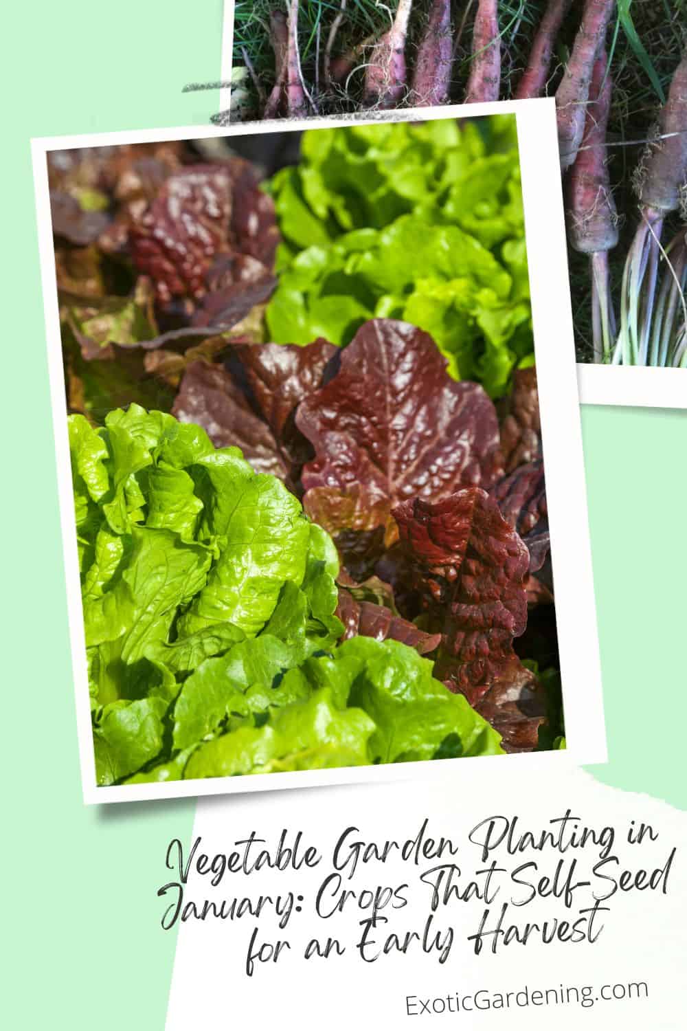 Bright green and red lettuce growing in an early spring garden bed after winter sowing.