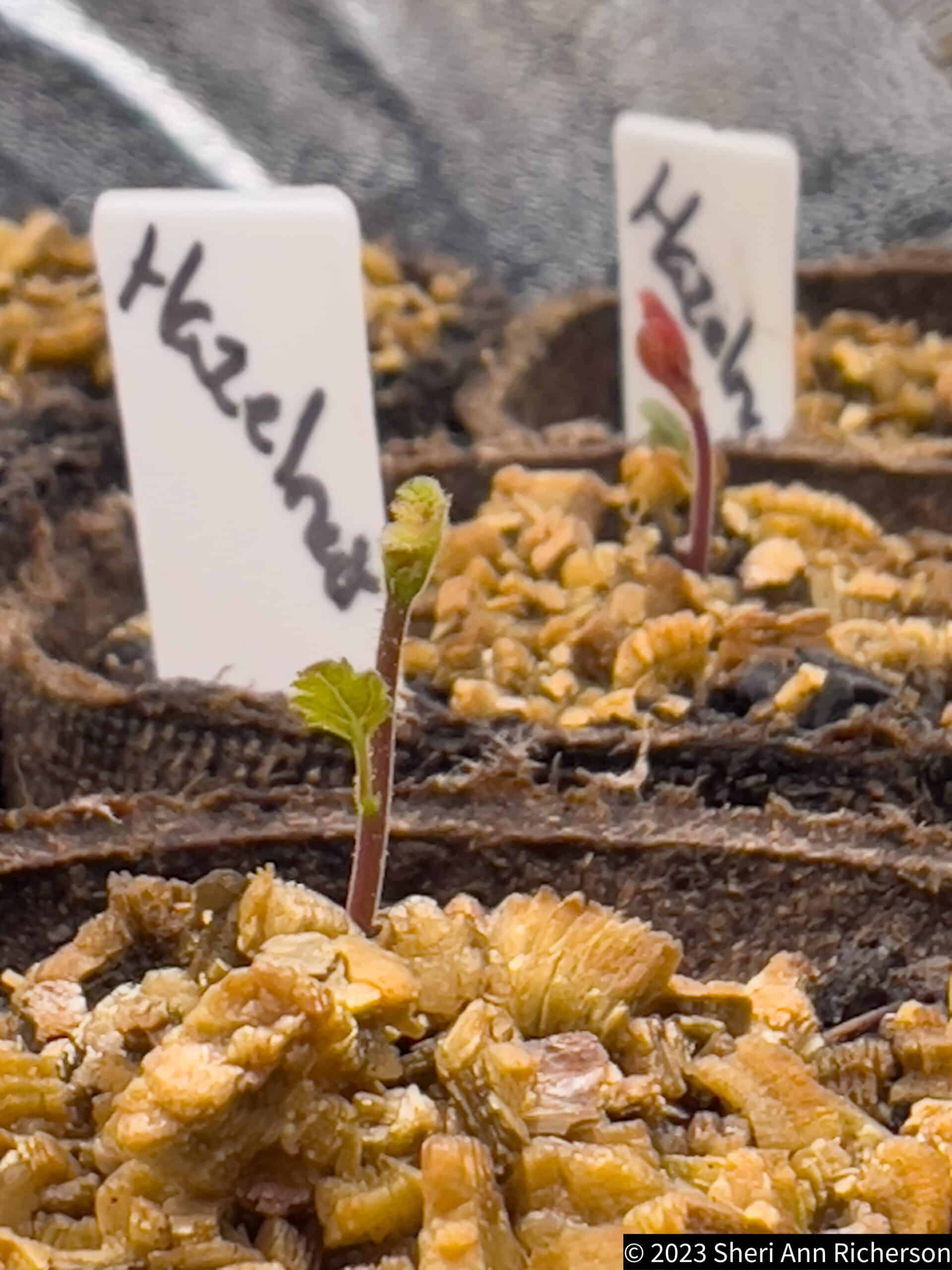 Hazelnut trees grown from seed by Sheri Ann Richerson for the Walnut Garden area.