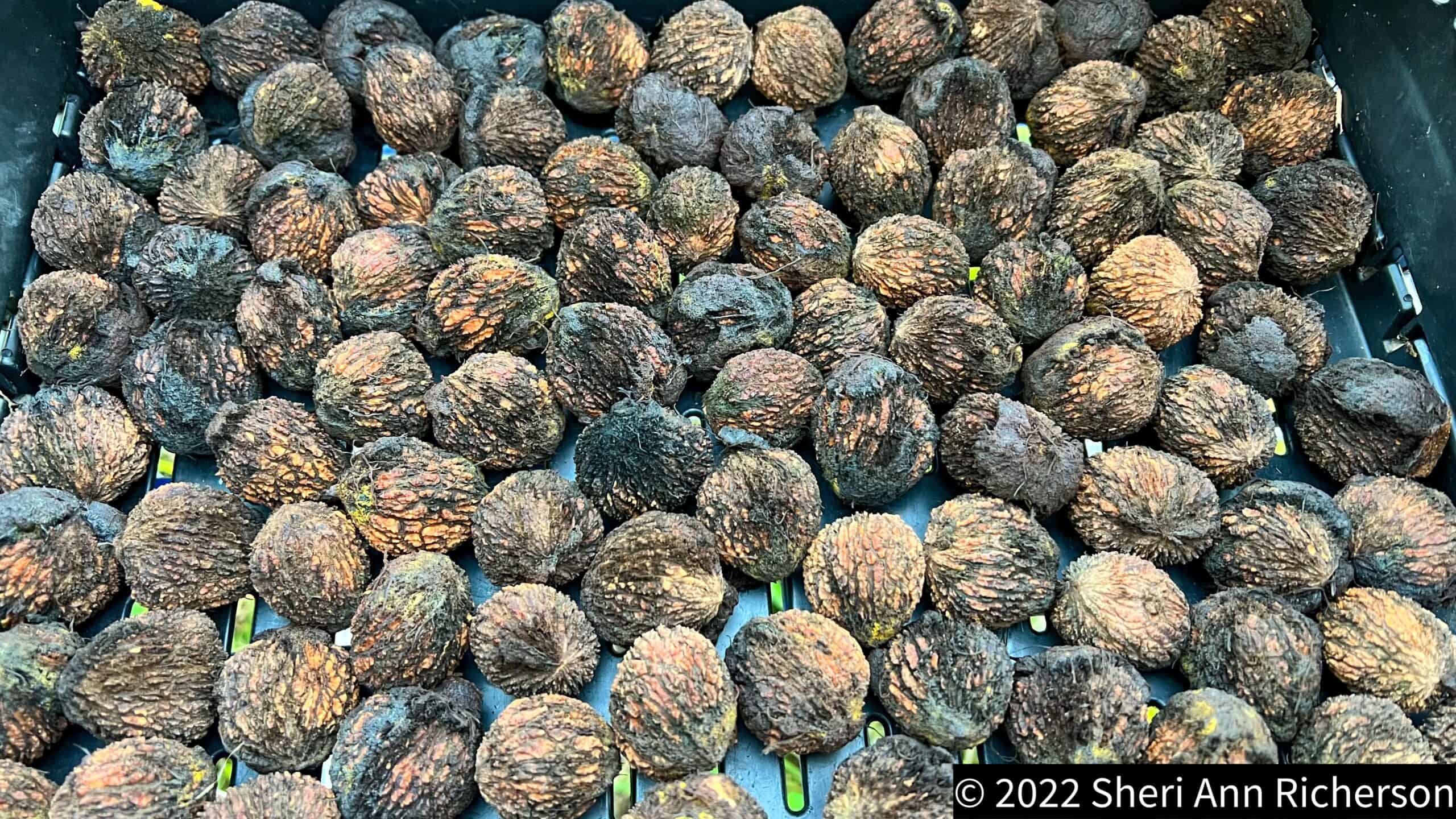Walnuts from the Walnut Garden drying after harvest at Exotic Gardening Farm and Wildlife Habitat.