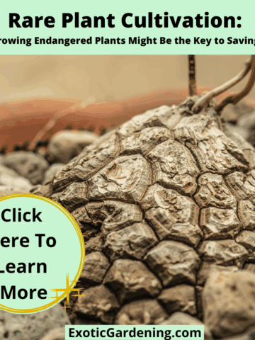 Close-up of a Dioscorea mexicana caudex with geometric turtle-shell-like texture, surrounded by rocks in a pot.