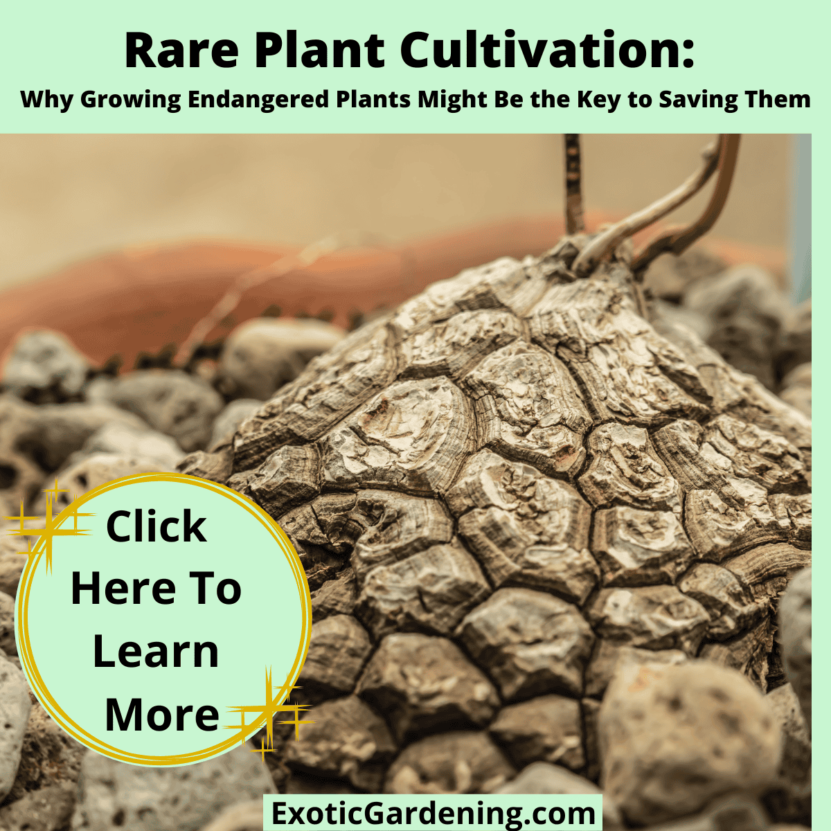 Close-up of a Dioscorea mexicana caudex with geometric turtle-shell-like texture, surrounded by rocks in a pot.