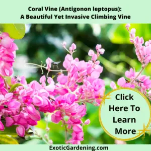 Coral Vine (Antigonon leptopus) in bloom.