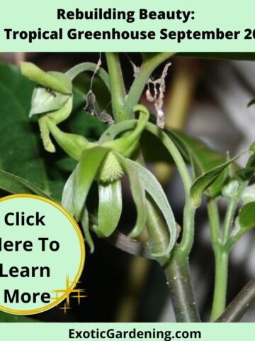 Close-up of a blooming dwarf ylang ylang plant showcasing its delicate green flowers and lush foliage.