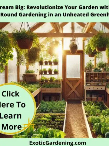 Interior of a bright unheated greenhouse in winter with wooden frames and transparent plastic walls. Raised wooden beds are filled with leafy greens like kale, lettuce, and bok choy. Hanging pots with herbs dangle from the beams, and sunlight filters through, casting a warm glow on the plants. A small gardening station with tools and watering cans is visible near the door, while the straw-covered floor adds a cozy, practical touch to the space.