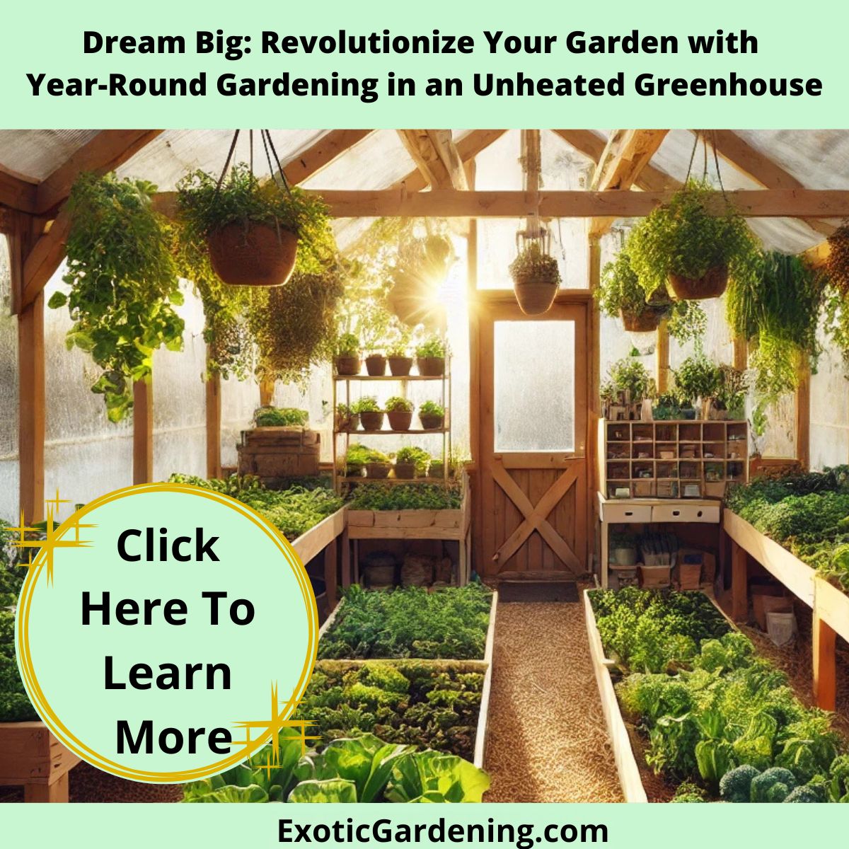 Interior of a bright unheated greenhouse in winter with wooden frames and transparent plastic walls. Raised wooden beds are filled with leafy greens like kale, lettuce, and bok choy. Hanging pots with herbs dangle from the beams, and sunlight filters through, casting a warm glow on the plants. A small gardening station with tools and watering cans is visible near the door, while the straw-covered floor adds a cozy, practical touch to the space.