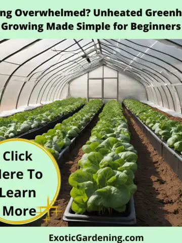 A clean and cozy unheated greenhouse in winter, featuring vibrant greens in rich composted soil. Soft natural light filters through clear plastic panels.