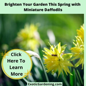 Yellow miniature daffodils growing in the garden, their petals glowing against the soft green grass and vibrant spring lighting.