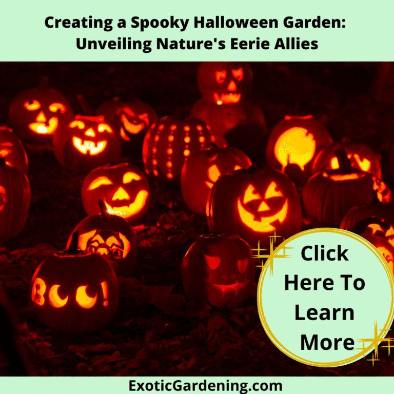 Carved pumpkins illuminated at night.