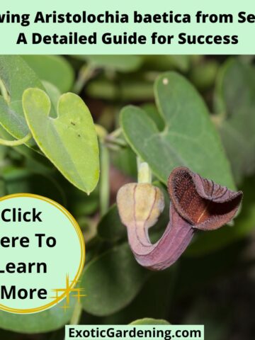 A detailed image of Aristolochia baetica with its characteristic pipe-shaped flower and bulbous base, surrounded by green leaves.