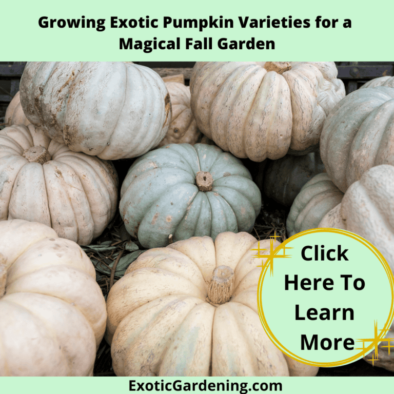 White pumpkins.