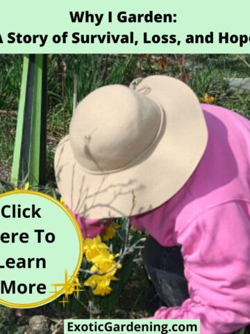 Sheri Ann Richerson tending to daffodils in her garden, wearing a wide-brimmed hat and a pink sweater.