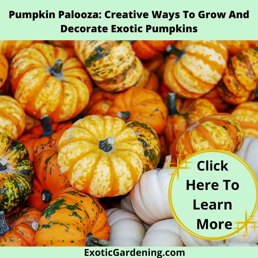 Various types of exotic pumpkins.