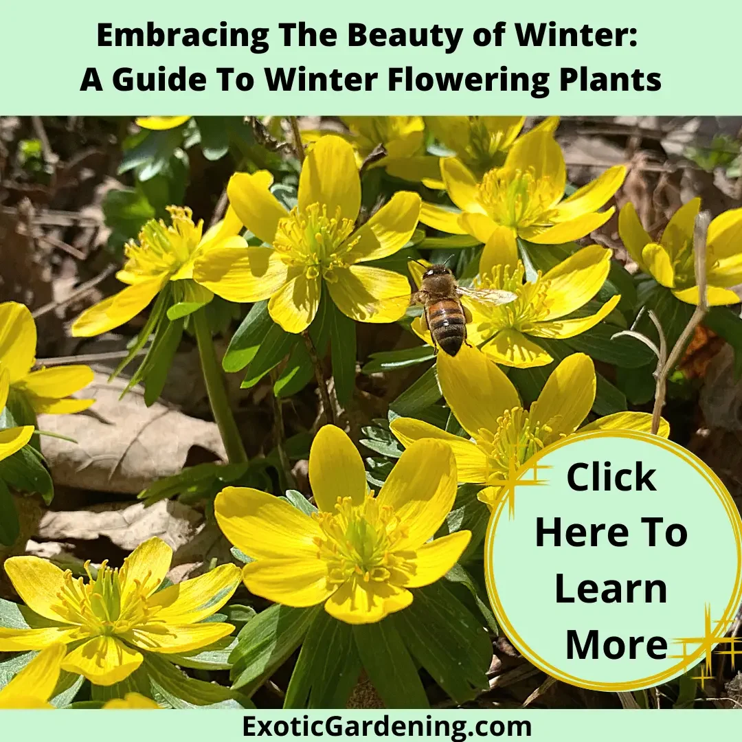 Winter aconite in bloom.