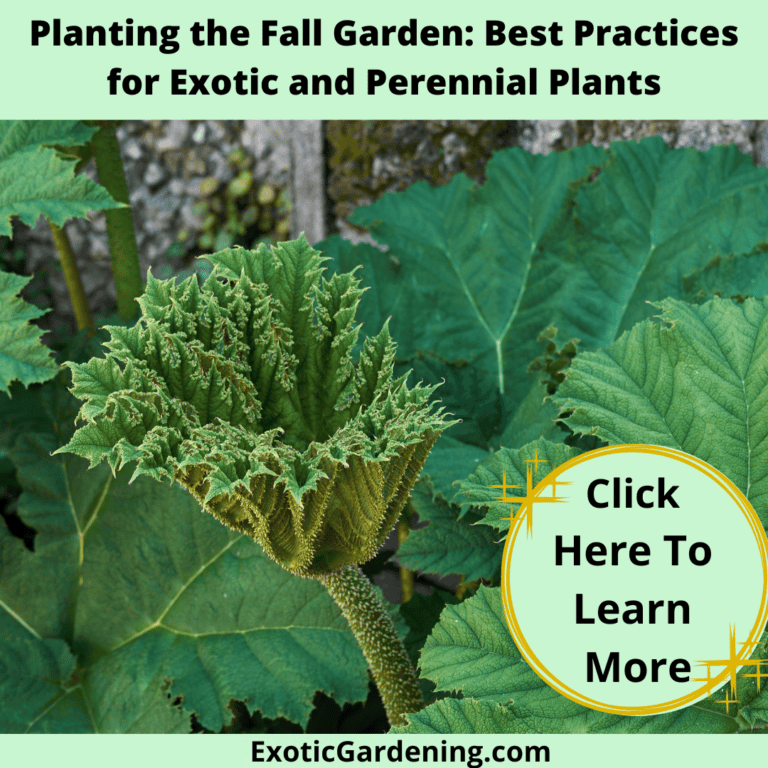 Large Gunnera manicata leaves.