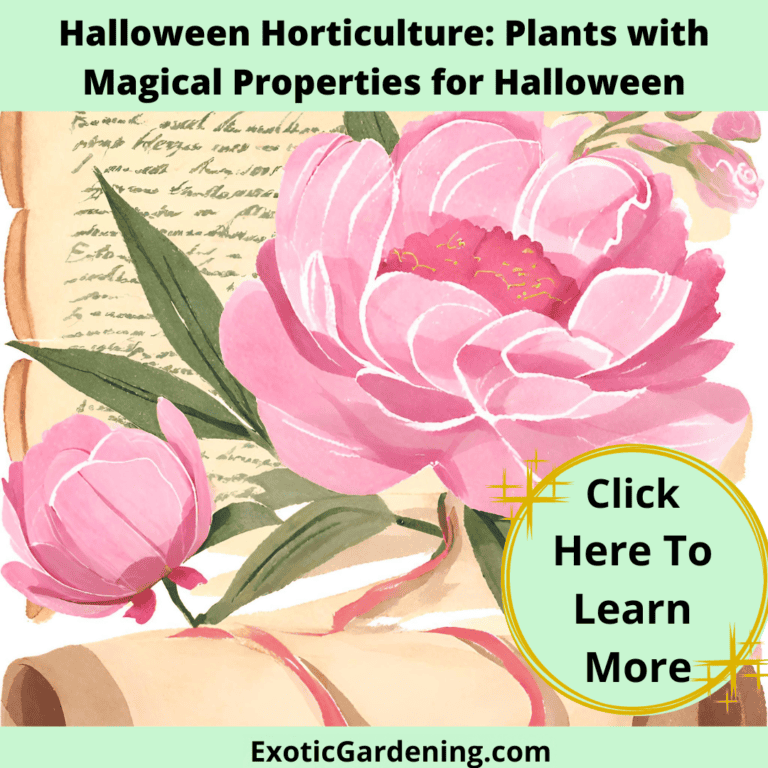 Peony blossoms beside antique scrolls.