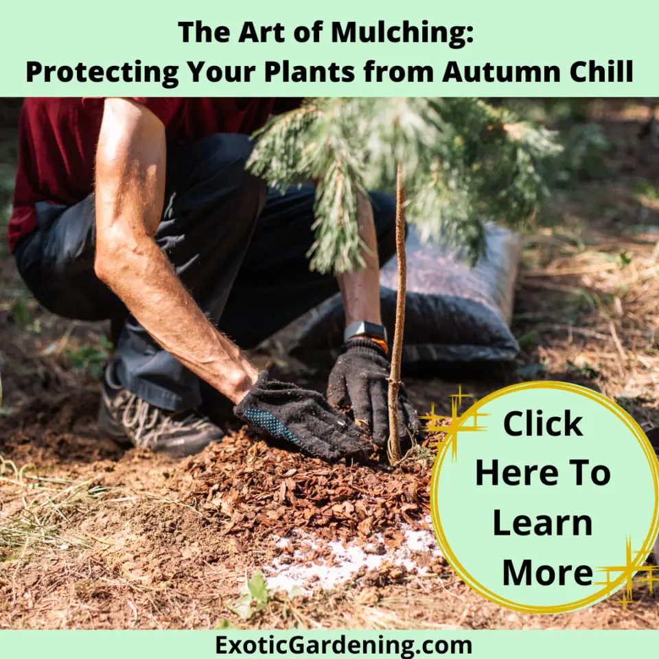 3 Quick Fall Garden Tasks: Prep Your Garden For A Thriving Spring ...