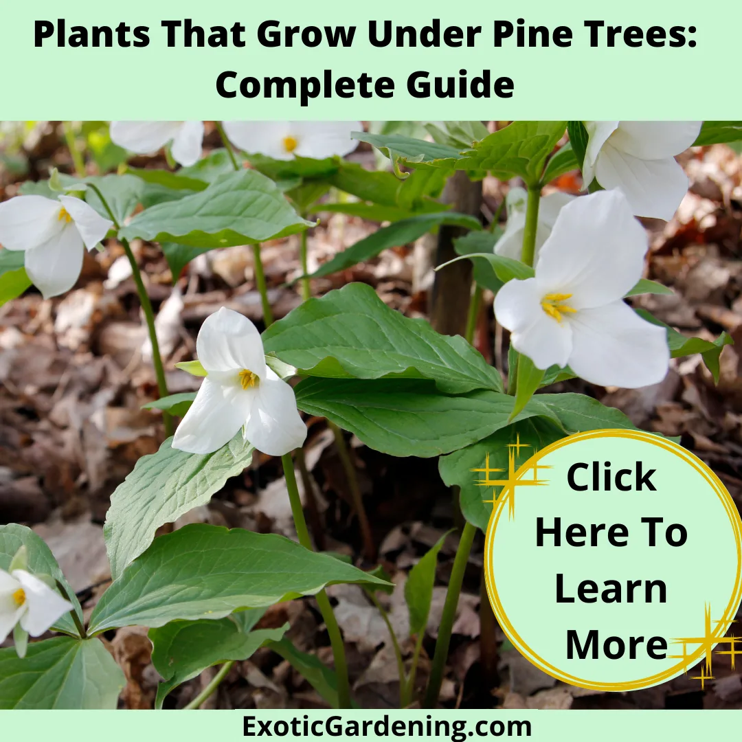 White flowering trillium in bloom.