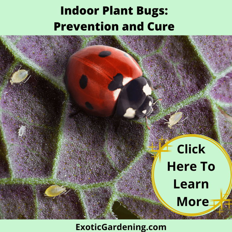 Ladybug and aphids on a leaf.