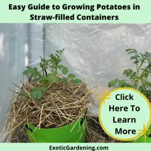 Potatoes growing in grow bags filled with straw.